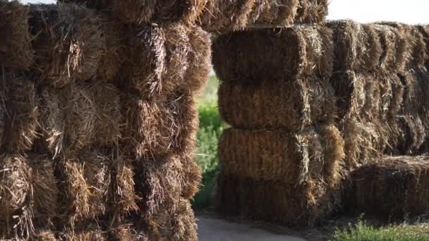 Gebogen Toegang Tot Lavendelveld Versierd Met Vierkante Hooibalen Zonneschijn Creatief — Stockvideo