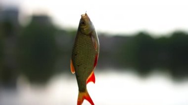 Close-up crucian carp hanging on fishing rod hook with blurred lake at dusk at background. Freshwater fish outdoors in the evening in twilight. Fishing catch and hobbies concept