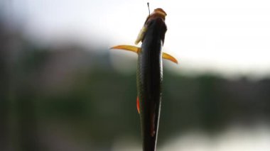 Close-up freshwater fish moving fins spinning on hook at sunrise outdoors. Crucian carp hanging on fishing rod at background of lake river in twilight dusk on summer spring autumn morning
