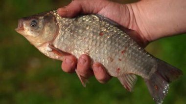 Close-up alive caught freshwater fish in male Caucasian hand. Unrecognizable young confident fisherman bragging catch outdoors on sunny morning at sunrise. Leisure and lifestyle