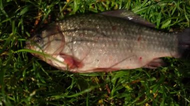 Close-up fish on green grass catching air with mouth in slow motion. Freshwater crucian carp caught by fisher outdoors on summer meadow. Hobby and fishing concept