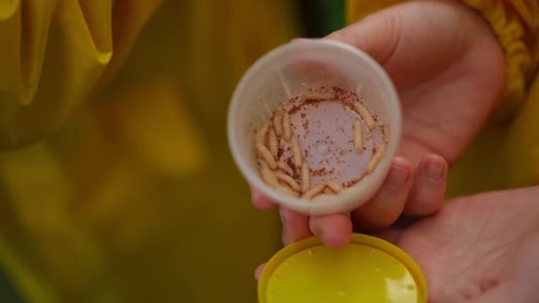 Close Alive Worms Container Male Caucasian Hands Unrecognizable Young Fisher — Stock video