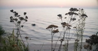 Close-up flowers growing on sea shore with waves rolling on coast at background. Calm nature at sunset outdoors on summer autumn evening. Tranquility concept. Cinema 4k ProRes HQ