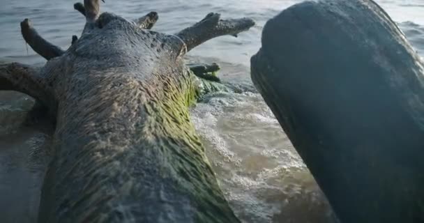 Close Tree Trunk Lying Water Sunshine Waves Rolling Sunbeam Plant — Video