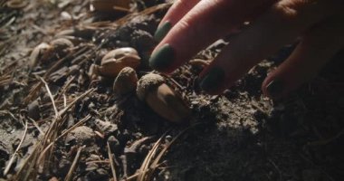Chestnut in sunshine on ground and slim female Caucasian hand leaving with nut in slow motion. Unrecognizable young lady enjoying eco-tourism outdoors on summer day in forest. Cinema 4k proRes HQ