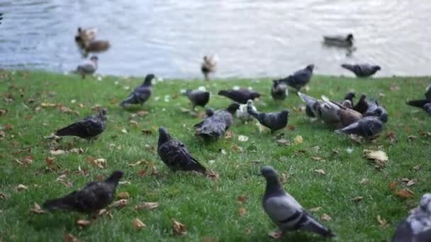Σμήνη Περιστεριών Που Πετούν Τρώγοντας Ψωμί Πράσινο Γρασίδι Στη Λίμνη — Αρχείο Βίντεο