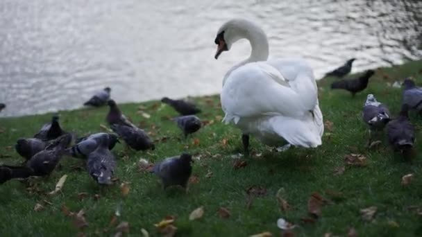 Voltar Vista Graciosa Cisne Branco Arrancando Grama Com Pombos Andando — Vídeo de Stock