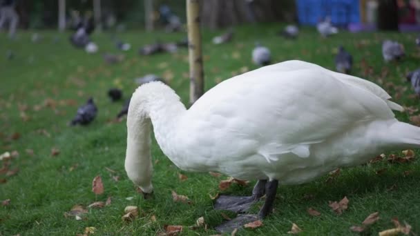 侧景华丽的白天鹅缓慢地拔草 屹立在公园的绿色夏季草地上 模糊的鸽子在背景下飞翔 户外美丽动物的特写 — 图库视频影像