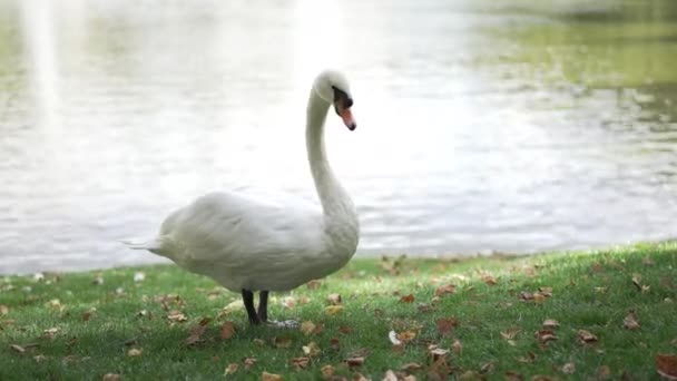 Портрет Білого Лебедя Йде Зеленій Траві Лузі Озері Парку Чудовий — стокове відео