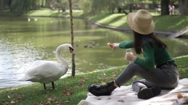 Gracieuze Witte Zwaan Staat Groen Gazon Bij Het Meer Met — Stockvideo