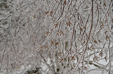Dondurucu yağmurdan sonra buzla kaplı güzel huş dalları.