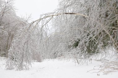 buz kilo yağmur sonra eğilmiş ağaç.