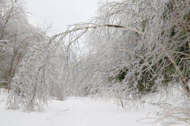 Donmuş bir yağmurdan sonra. Dallar buzla kaplıdır ve ağaç ağırlığa dayanamaz. Ağaçlar buzun altında eğildi..
