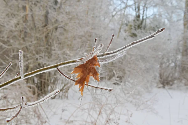 Oak Leaf Covered Ice Tree Branch Frozen Rain — Stock Photo, Image