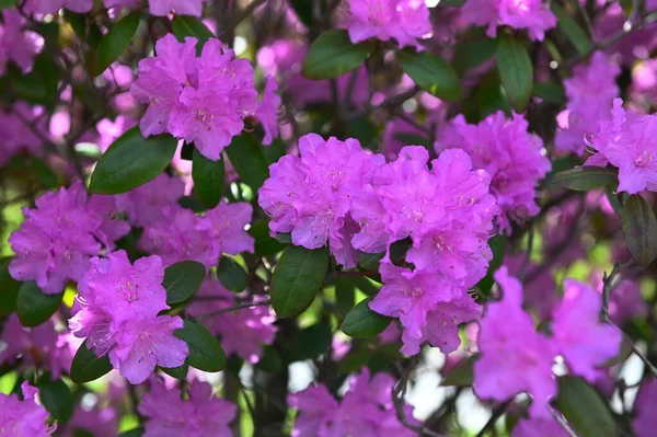 Mor rhododendron çiçeği. Rododendron deseni. Doğal güzellik. Güzel çiçek açan doku arkaplanı. Çiçek arkaplanı. Aroma kokusu. Çiçek açan çalılar. Rododendron mor çiçeği açıyor..