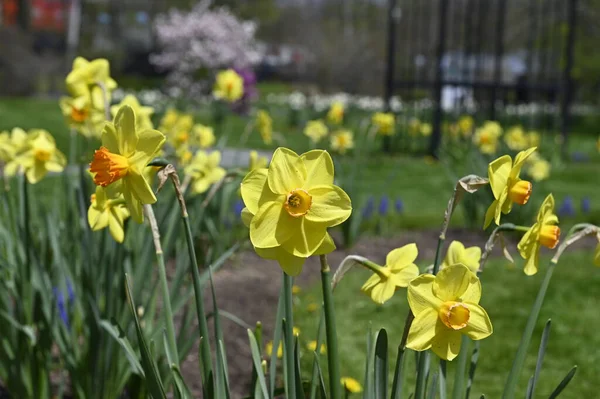 Nergisler. Narcissus jonquilla. Bahçedeki sarı çiçekli nergisler.
