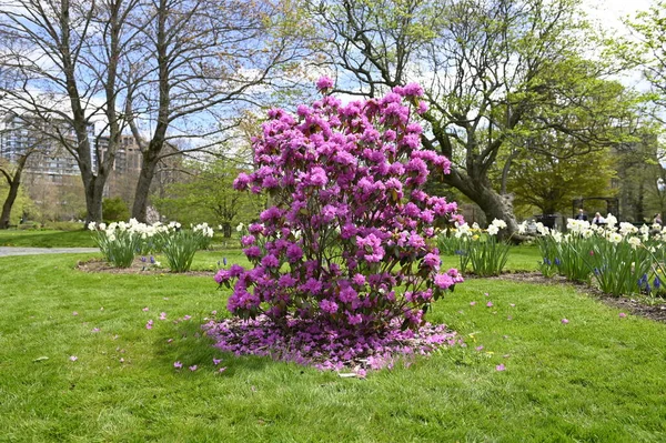 Halifax Halk Bahçesi 'nde Rhododendron pembe-mor çiçekleri çiçek açıyor. Büyük pembe açelya çiçeği. Rahatlamak ve yürümek için en iyi yer..