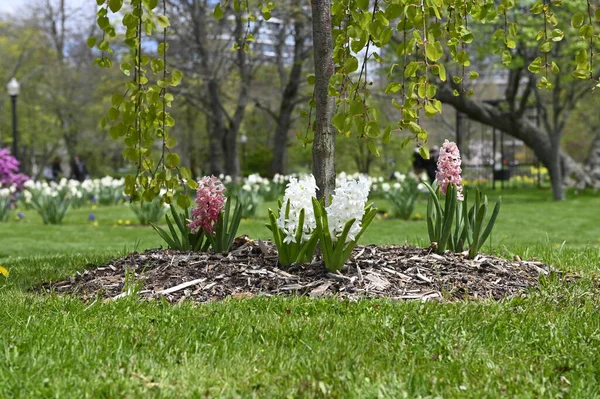 Beyaz ve Pembe Hyacinth, ya da Hyacinthus, çiçekleri tamamen yatay açarlar. Bahar bahçesindeki sümbüller.