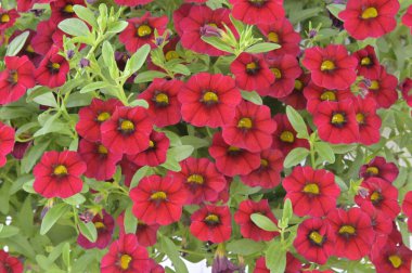 Çiçek arkaplanı. Çiçekler kırmızı petunya