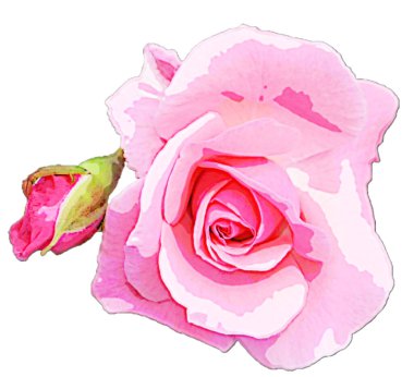 Bir tomurcuklu pembe gül