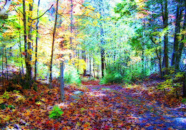 Footpath covered in leaves leading into autumn forest
