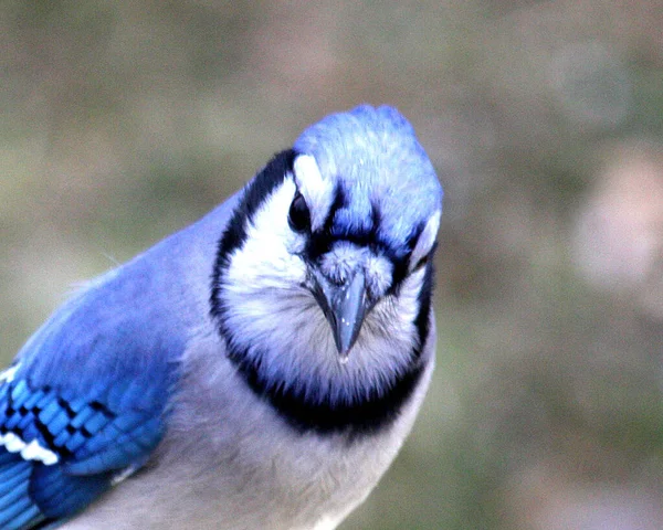 Ein Blauer Eichelhäher Beobachtet Den Betrachter — Stockfoto