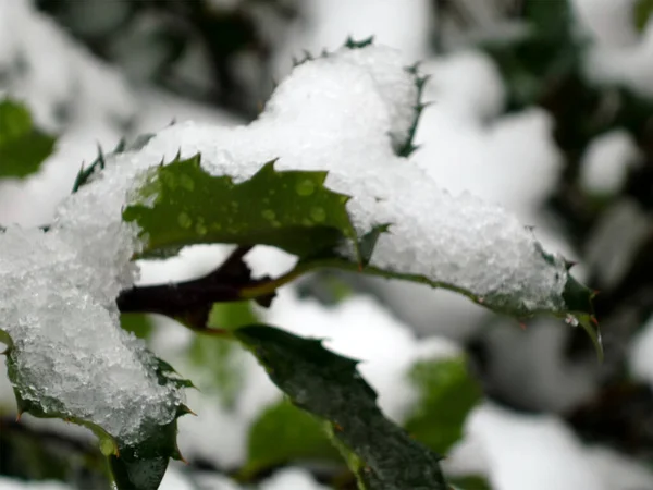 Two Holly Leaves Covered Snow — Fotografia de Stock