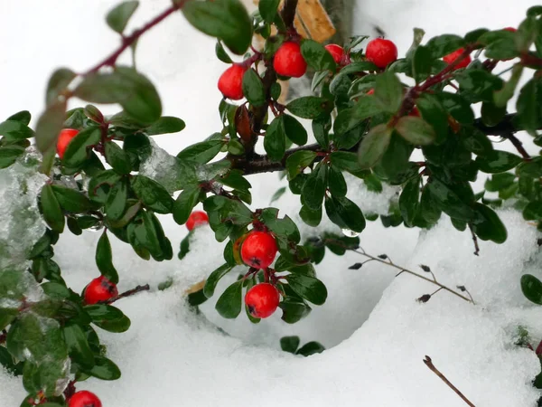 Evergreen Branch Lots Red Berries Snowy Background — Stock Photo, Image