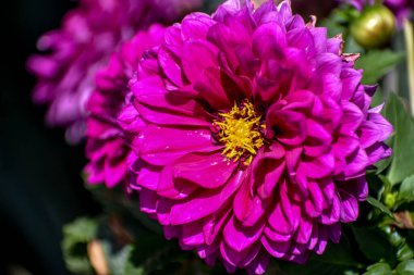 Mor yıldız çiçeği yakın çekim