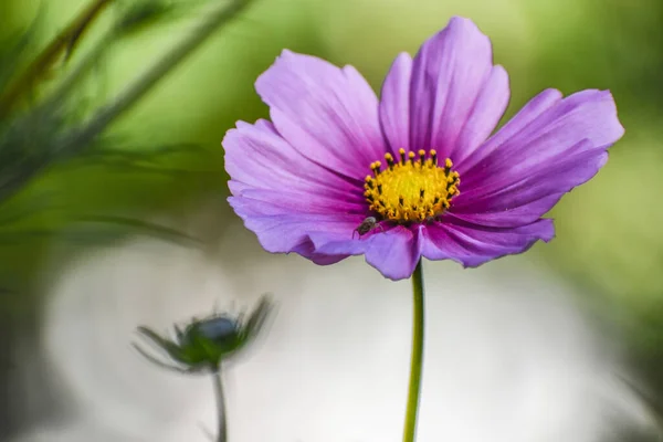 Mor Çiçek Kozmosu Yaklaş