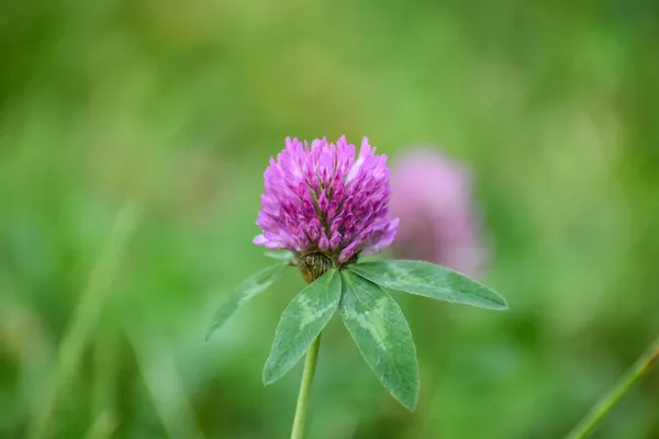 Bir Yonca Çiçeği Çayıra Yaklaş