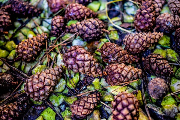 Yerde çam kozalakları var.