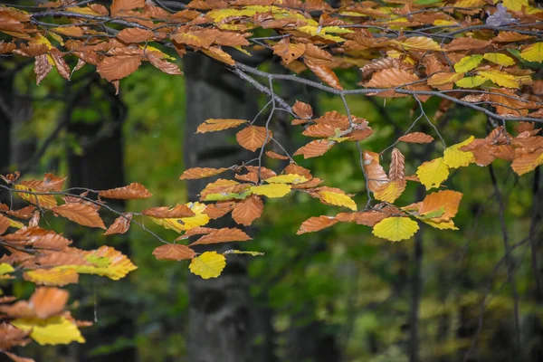 Ormanda renkli yaprak dalları
