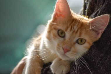 Sevimli kedi yavrusu görünümlü kamera