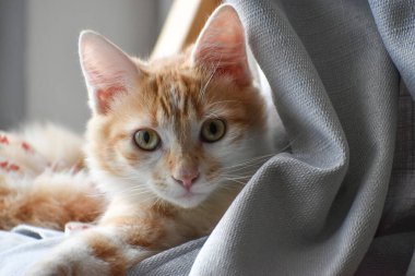 Sevimli, genç kedi görünümlü kamera. 