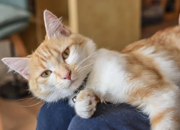 Dinlenen kedi dizlerinin üstünde 