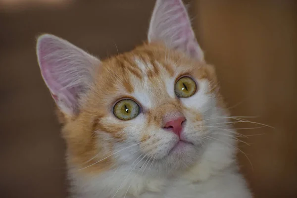 Genç kedi portresi. Yakından.