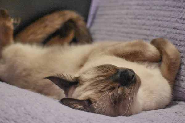 Kanepede Uyuyan Kediler — Stok fotoğraf