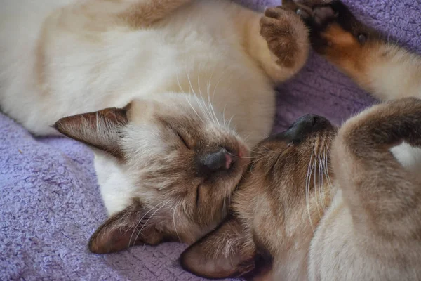 Dos Hermanas Siamesas Durmiendo — Foto de Stock