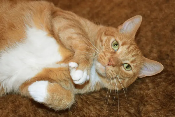 Відмивання Кішки Килимку — стокове фото