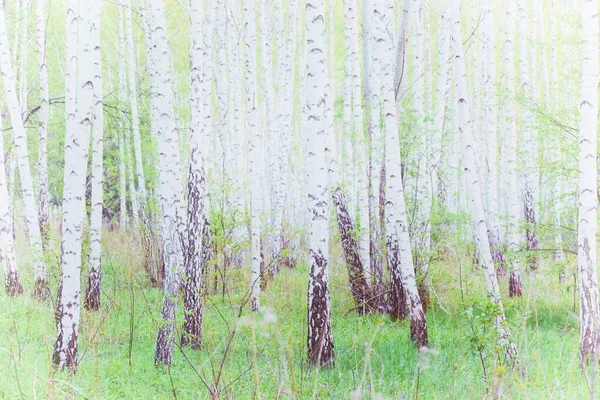 Baharda huş ağacı. Doğa Sanatı Güzel Fotoğrafçılık.