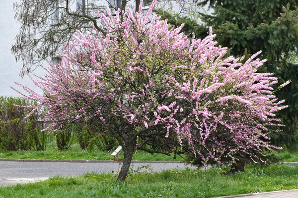 2022 baharında çiçek açan pembe ağaç.