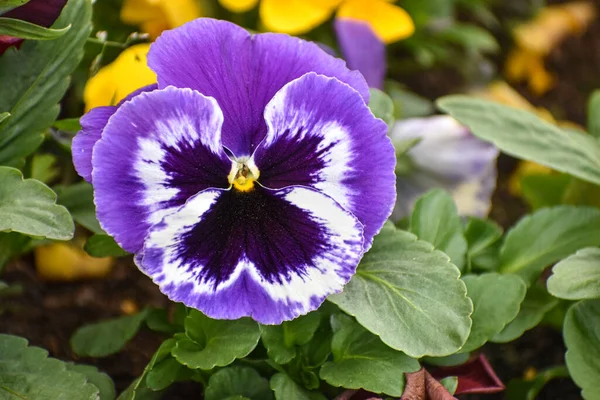 Mor bahar çiçekleri. Kapatın.