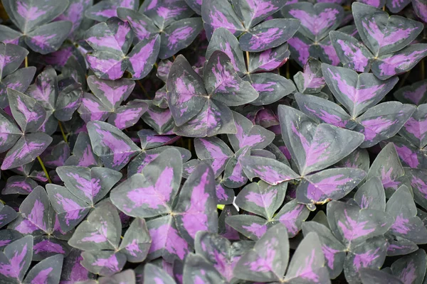 Bitkiler. Yeşil ve mor tropik yapraklar arka planda. Yukarıdan alındı.