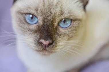 Siyam mavisi göz portresi. Yaklaş.