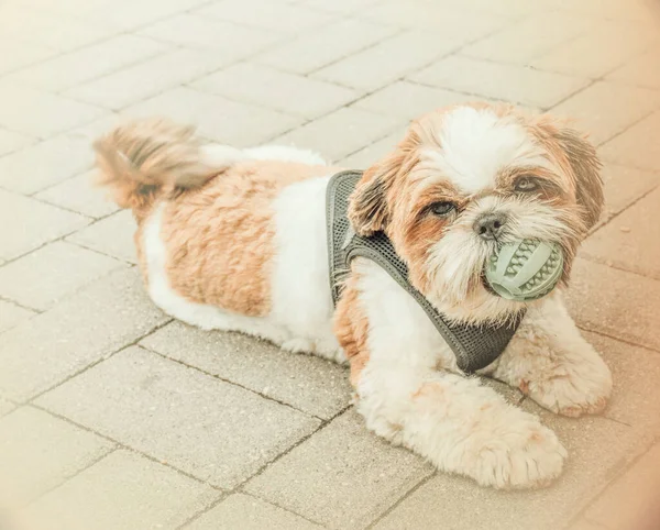 Minik kahve köpeği oyuncağıyla shih tzu