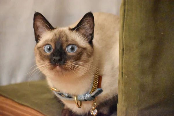 Siyam kedisi görünümlü kamera.