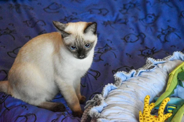 Siyam kedisinin mavi gözleri mavi arka planda