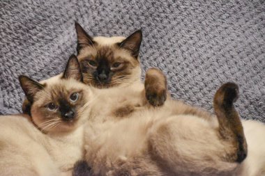 Şirin Siyam Kedileri birlikte yatıyor.