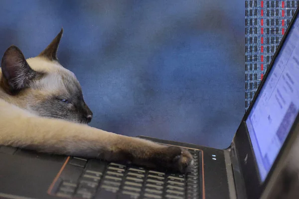 Cat  Siamese and computer